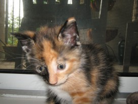 Nell (almost a tortie!)