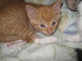 Cullen (orange tabby, white paws)